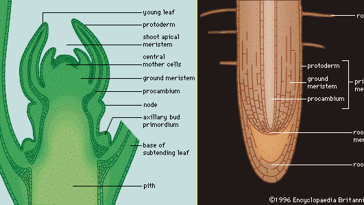 Detail Gambar Jaringan Meristem Lateral Nomer 25