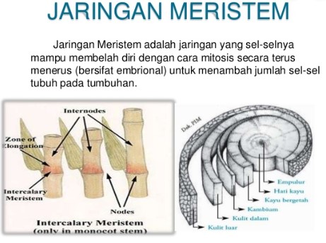 Detail Gambar Jaringan Meristem Lateral Nomer 36