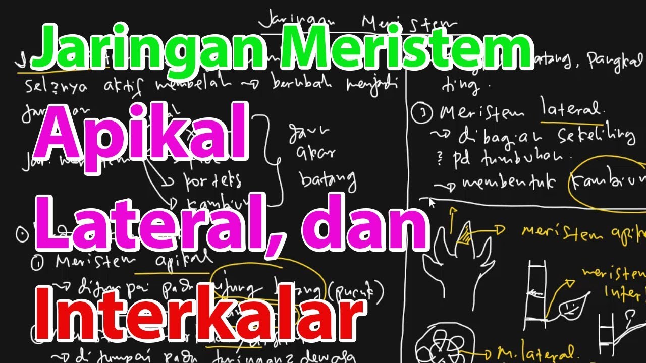 Detail Gambar Jaringan Meristem Lateral Nomer 48