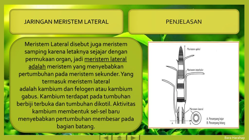 Detail Gambar Jaringan Meristem Lateral Nomer 49