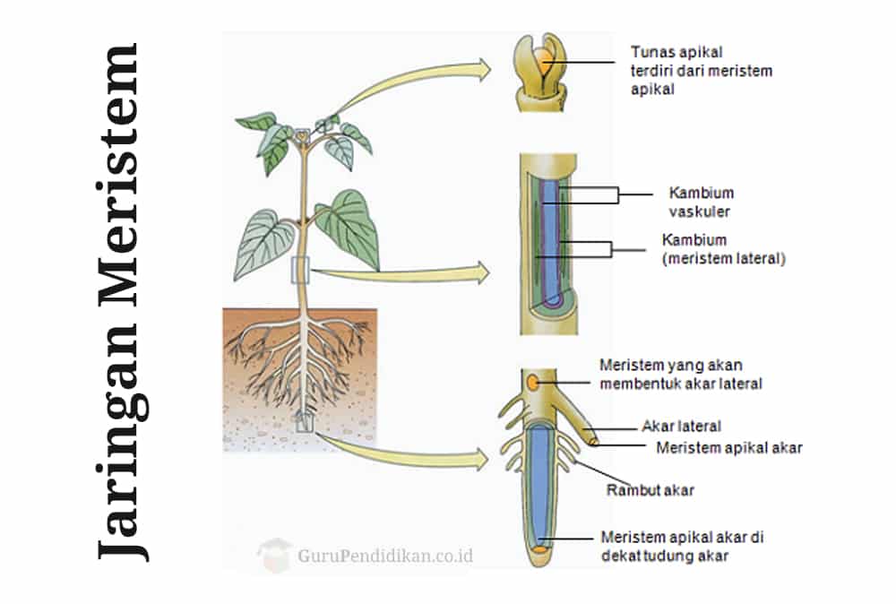 Gambar Jaringan Meristem Pada Tumbuhan - KibrisPDR