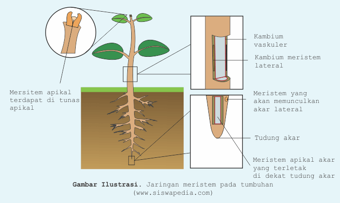 Detail Gambar Jaringan Meristem Pada Tumbuhan Nomer 2