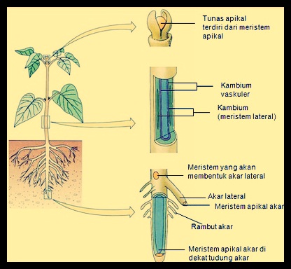 Detail Gambar Jaringan Meristem Pada Tumbuhan Nomer 15