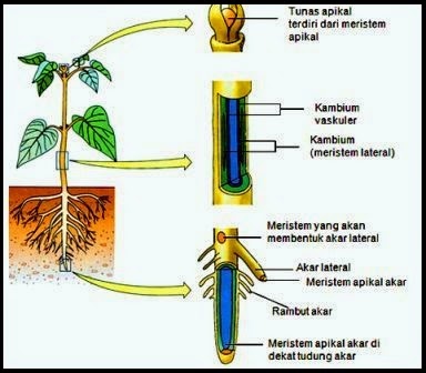 Detail Gambar Jaringan Meristem Pada Tumbuhan Nomer 36