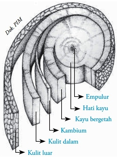 Detail Gambar Jaringan Meristem Pada Tumbuhan Nomer 56