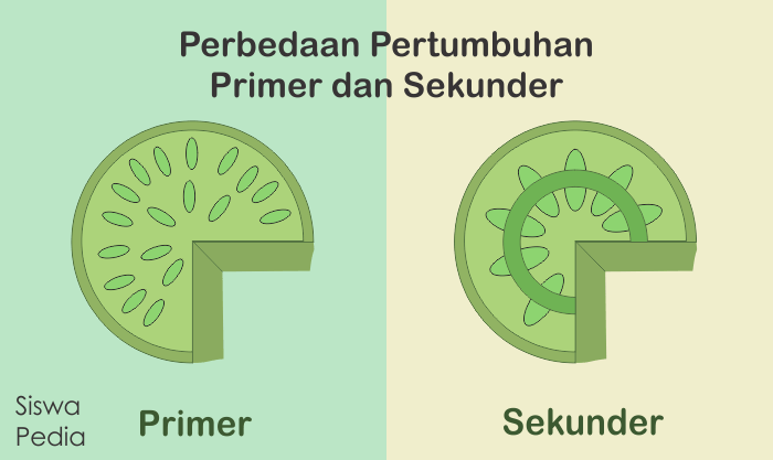 Detail Gambar Jaringan Meristem Sekunder Nomer 33