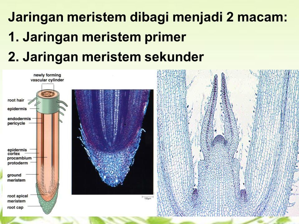 Detail Gambar Jaringan Meristem Sekunder Nomer 36