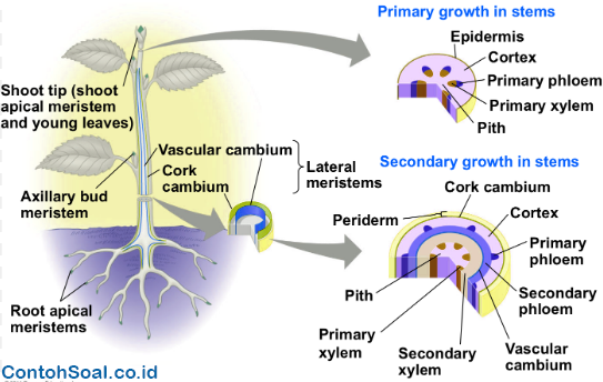 Detail Gambar Jaringan Meristem Sekunder Nomer 37