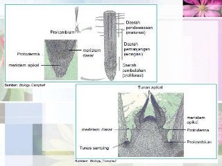 Detail Gambar Jaringan Meristem Sekunder Nomer 38