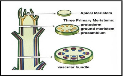 Detail Gambar Jaringan Meristem Sekunder Nomer 42