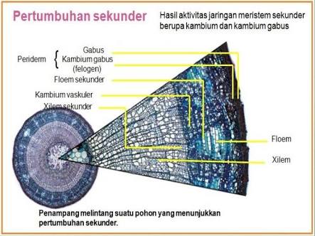 Detail Gambar Jaringan Meristem Sekunder Nomer 46