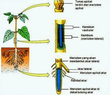 Detail Gambar Jaringan Meristem Sekunder Nomer 6