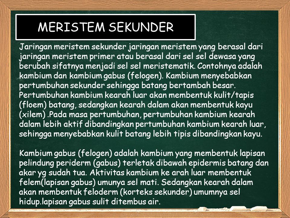 Detail Gambar Jaringan Meristem Sekunder Nomer 48