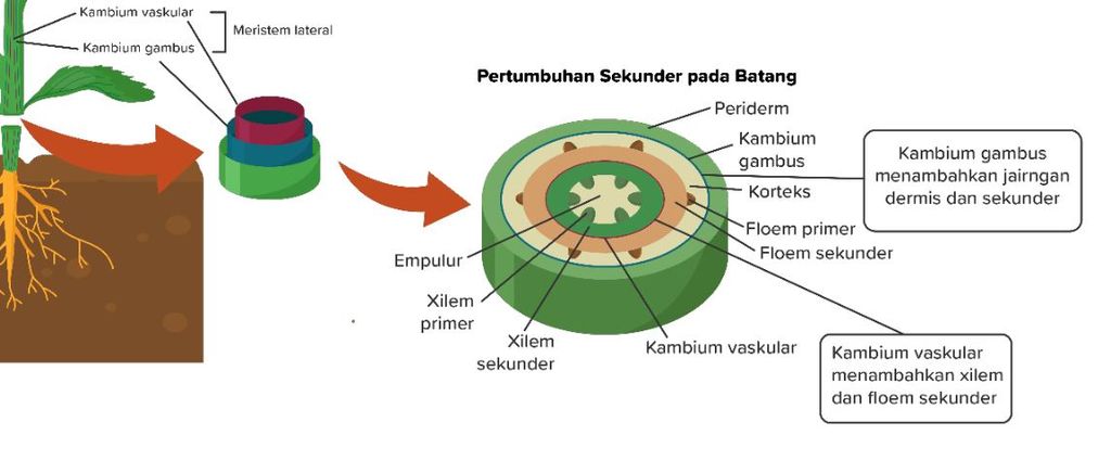 Detail Gambar Jaringan Meristem Sekunder Nomer 50