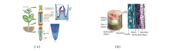 Detail Gambar Jaringan Meristem Sekunder Nomer 53