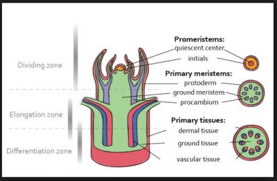 Detail Gambar Jaringan Meristem Sekunder Nomer 56