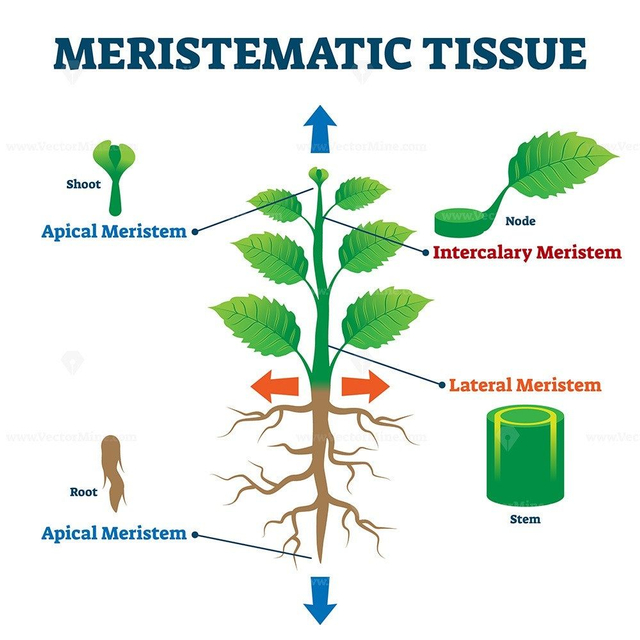 Detail Gambar Jaringan Meristem Sekunder Nomer 57