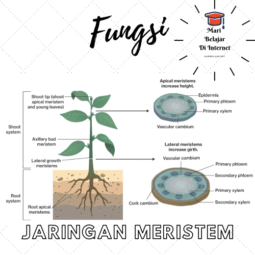 Detail Gambar Jaringan Meristem Sekunder Nomer 8