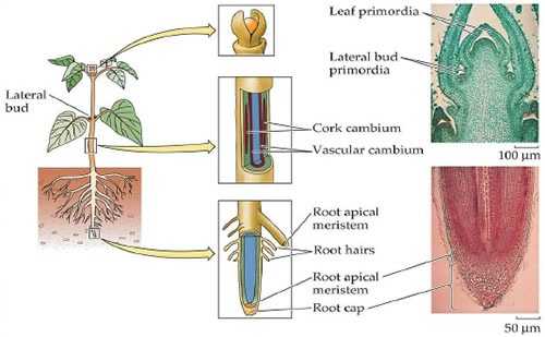 Detail Gambar Jaringan Meristem Sekunder Nomer 9