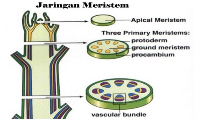 Detail Gambar Jaringan Meristematik Gambar Jaringan Meristematik Pada Hewan Nomer 16