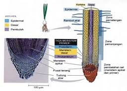 Detail Gambar Jaringan Meristematik Gambar Jaringan Meristematik Pada Hewan Nomer 17