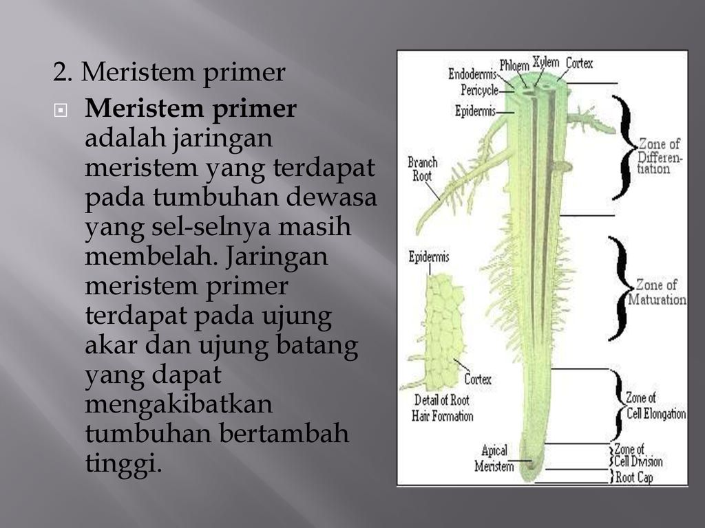 Detail Gambar Jaringan Meristematik Gambar Jaringan Meristematik Pada Hewan Nomer 29