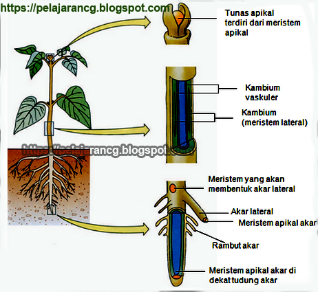 Detail Gambar Jaringan Meristematik Gambar Jaringan Meristematik Pada Hewan Nomer 43