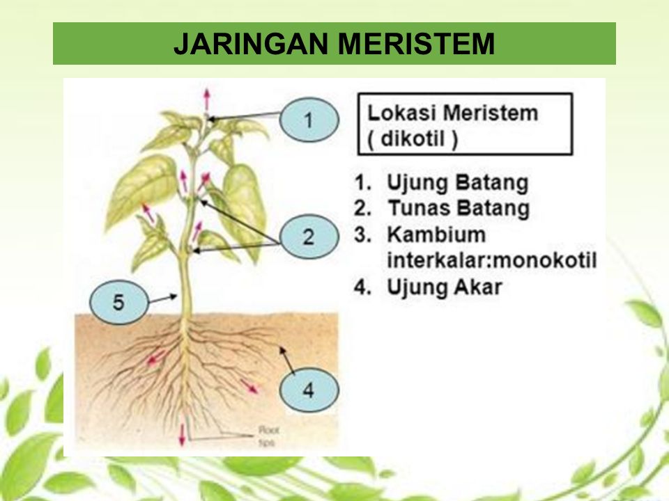 Detail Gambar Jaringan Mmeristem Dan Jaringan Dewasa Nomer 21