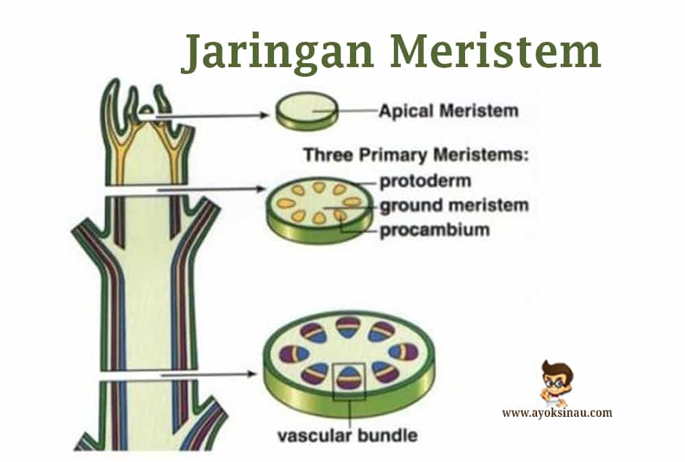 Detail Gambar Jaringan Mmeristem Dan Jaringan Dewasa Nomer 10