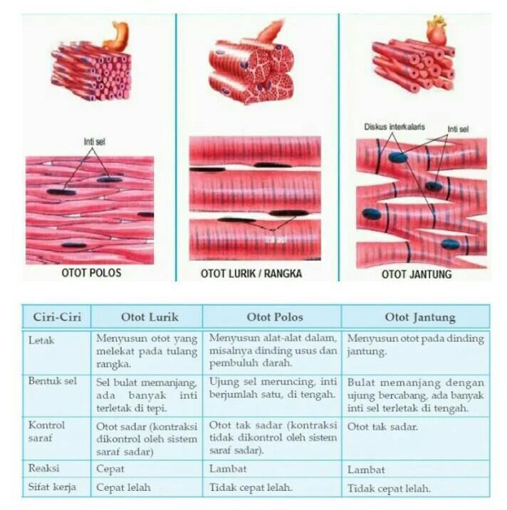Detail Gambar Jaringan Otot Nomer 16
