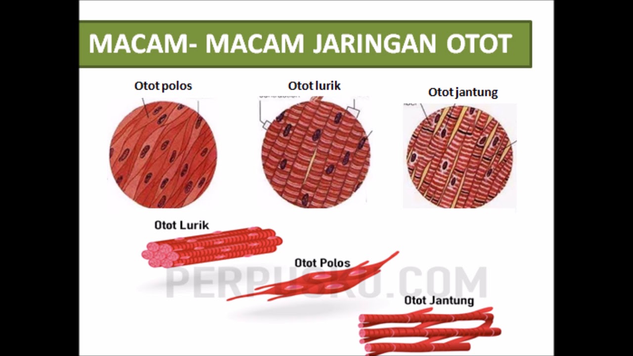 Detail Gambar Jaringan Otot Nomer 17