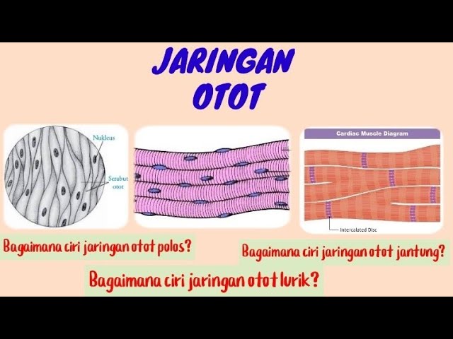 Detail Gambar Jaringan Otot Jantung Nomer 23