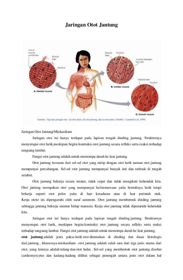 Detail Gambar Jaringan Otot Jantung Nomer 27