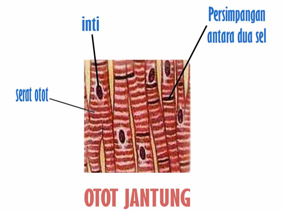 Detail Gambar Jaringan Otot Jantung Nomer 4