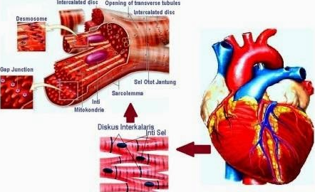 Detail Gambar Jaringan Otot Jantung Nomer 34