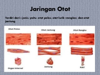 Detail Gambar Jaringan Otot Jantung Nomer 38