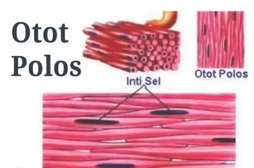 Detail Gambar Jaringan Otot Jantung Nomer 5