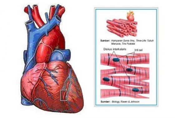 Detail Gambar Jaringan Otot Jantung Nomer 41