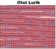 Detail Gambar Jaringan Otot Jantung Nomer 47