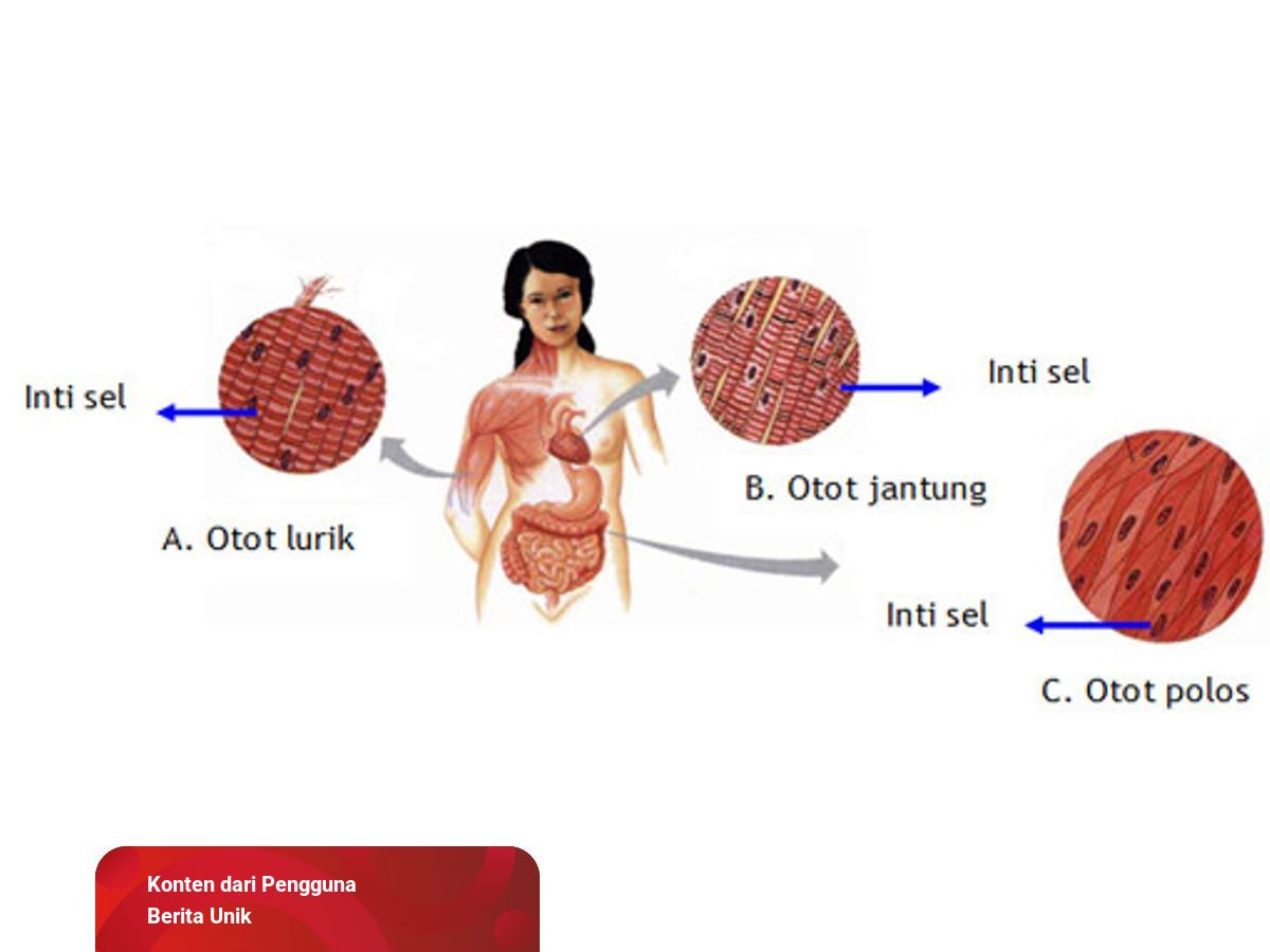 Detail Gambar Jaringan Otot Jantung Nomer 49