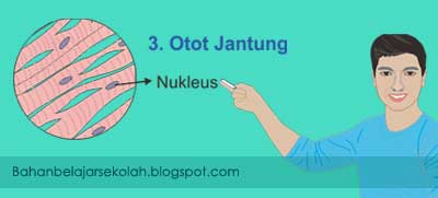 Detail Gambar Jaringan Otot Jantung Nomer 50