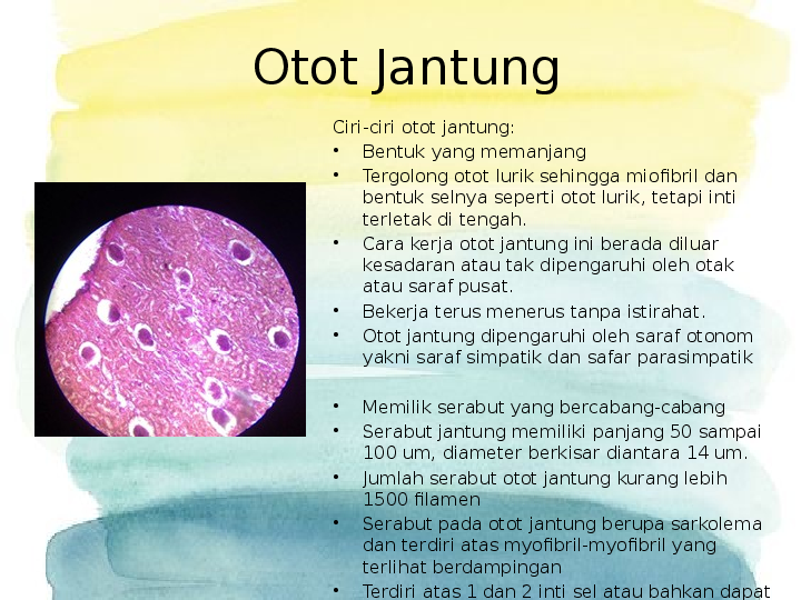 Detail Gambar Jaringan Otot Jantung Nomer 53