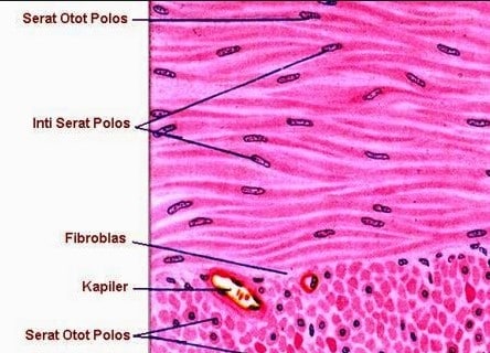 Detail Gambar Jaringan Otot Jantung Nomer 55