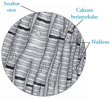 Detail Gambar Jaringan Otot Jantung Nomer 7