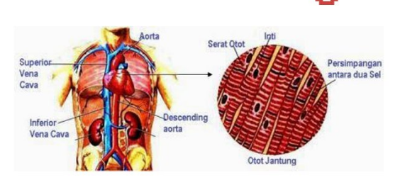 Detail Gambar Jaringan Otot Jantung Nomer 8