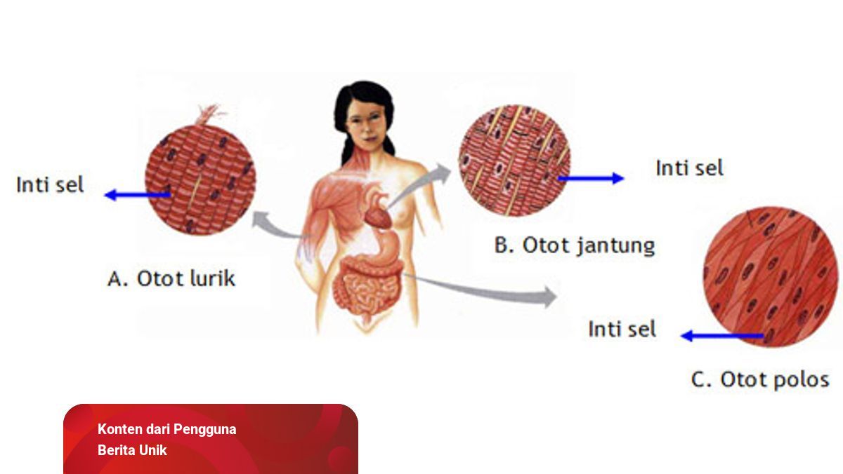 Detail Gambar Jaringan Otot Lurik Nomer 39