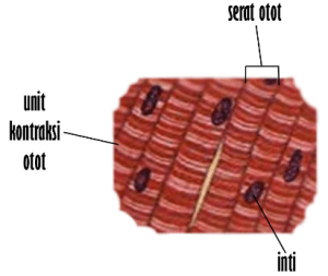 Detail Gambar Jaringan Otot Lurik Nomer 6