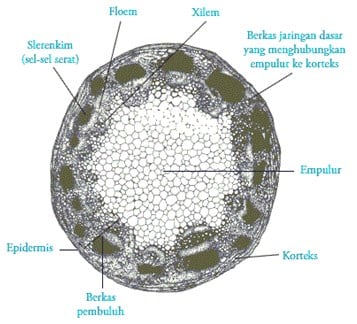 Detail Gambar Jaringan Pada Batang Nomer 12