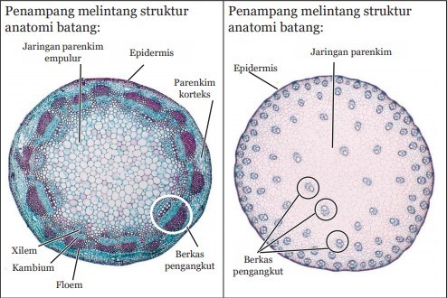 Detail Gambar Jaringan Pada Batang Nomer 32