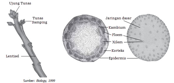 Detail Gambar Jaringan Pada Batang Nomer 33